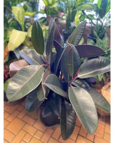 Rubber Plant Flower Arrangement