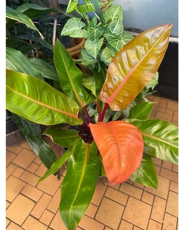 Orange Philodendron Flower Arrangement