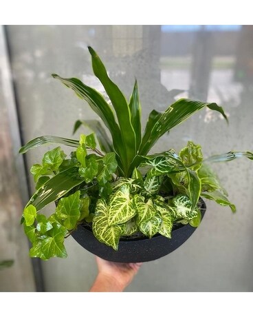Groovy Garden Plant