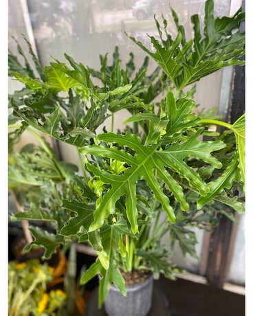 Tree Philodendron 8