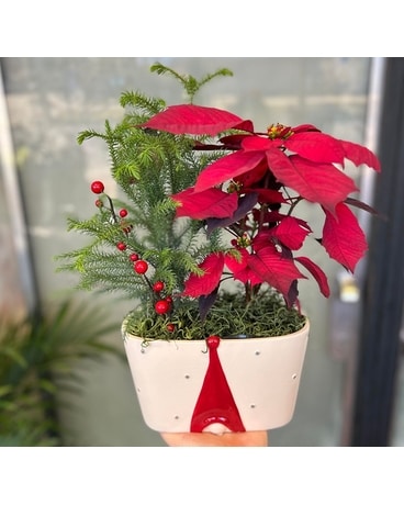 Gnome Alone: Poinsettia & Norfolk Flower Arrangement