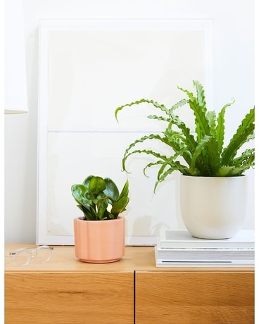 Plant Lover (Pick up Only) Custom product