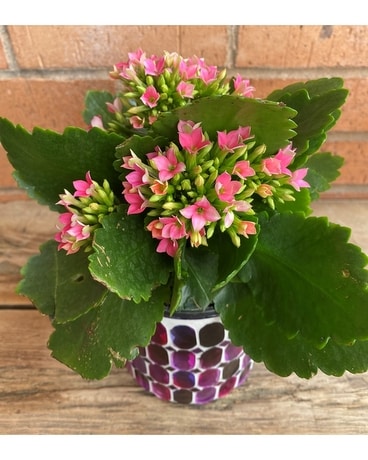 Bedazzling Kalanchoe Plant