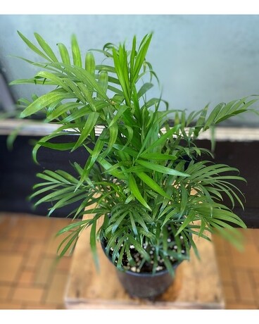 Parlor Palm Plant