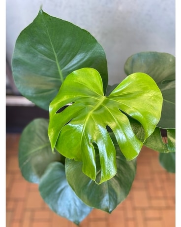 Philodendron Monstera Plant