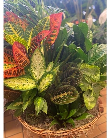 XL Dish Garden Plant