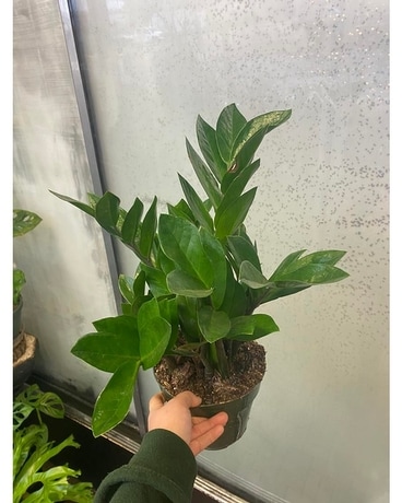 ZZ Plant Plant