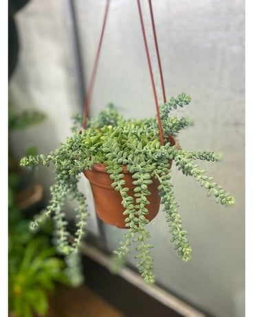 Burro's Tail Hanging Succulent Plant
