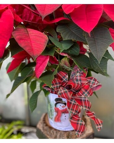 Poinsettia Plant
