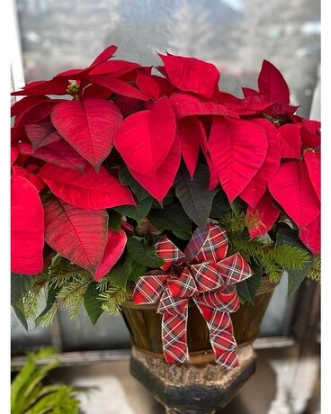 Double Poinsettia Bakset With Greens Plant