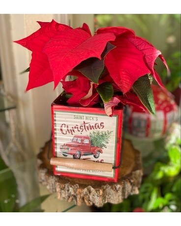 Poinsettia In Cont. Plant
