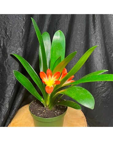 Clivia Minata Plant