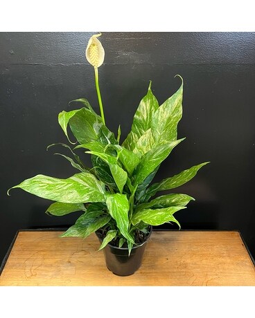 Domino Spathiphyllum Plant
