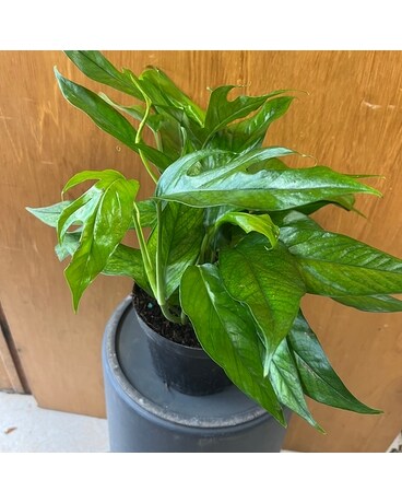 Pothos: Baltic Blue Plant