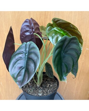 Alocasia Cuprea “Red Secret” Plant
