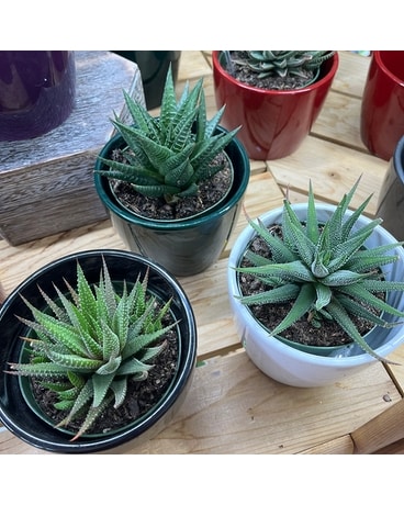 Haworthia: Assorted varieties Plant