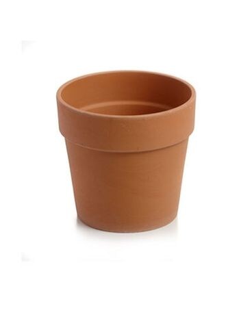 Calima Pot $10.00 Plant