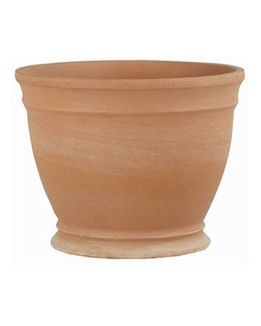 Gallicus Pot $15.00 Plant