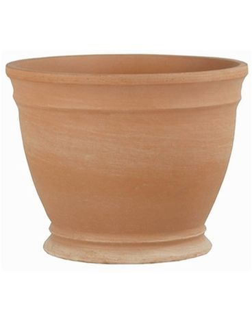 Gallicus Pot Plant