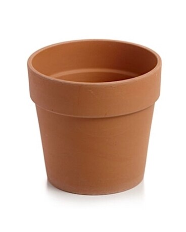Calima Pot Plant