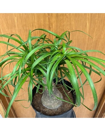 Ponytail Palm Plant