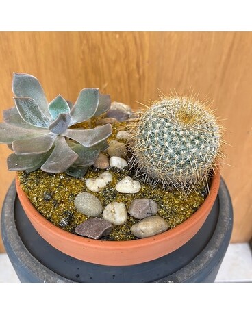 Succulent Garden Dish Garden Plant
