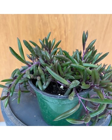 Othonna Capensis “Little Pickles” Plant