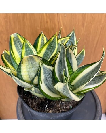 Sansevieria: Hahnii Gold Plant