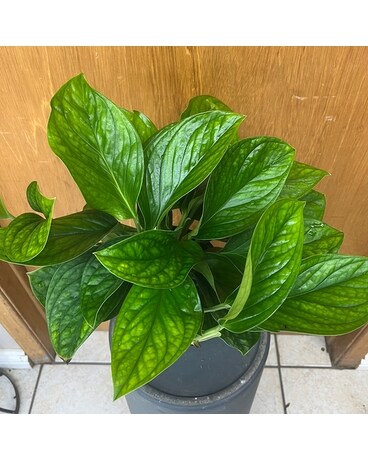 Philodendron Siam Flower Arrangement