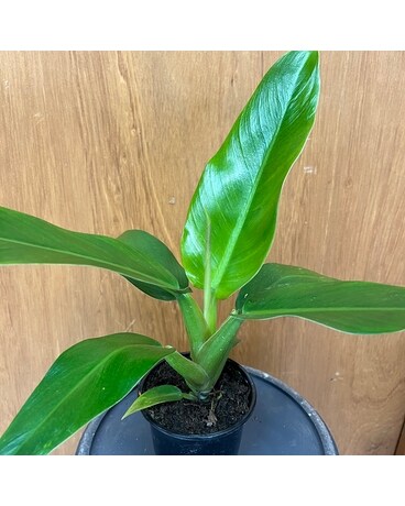 Philodendron Melinonii Green Plant