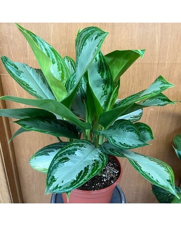 Aglaonema Silver Bay Flower Arrangement