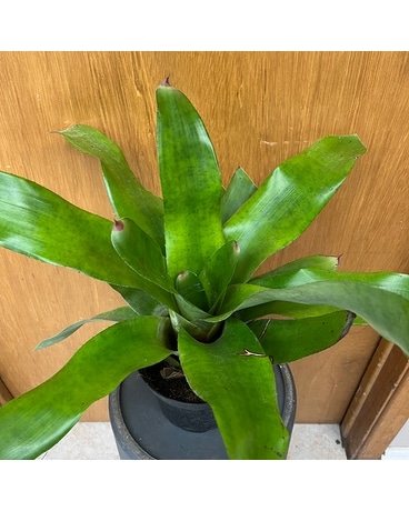 Bromeliad Neoregalia