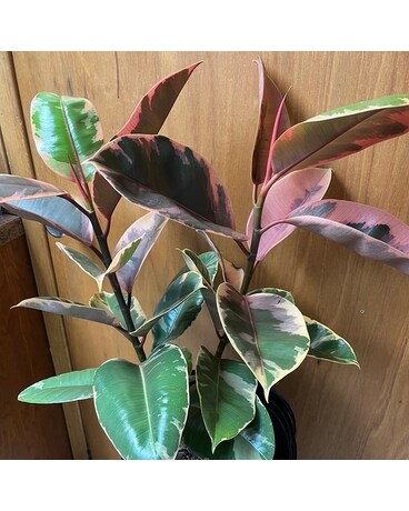 Ficus Elastica: Ruby Red Plant