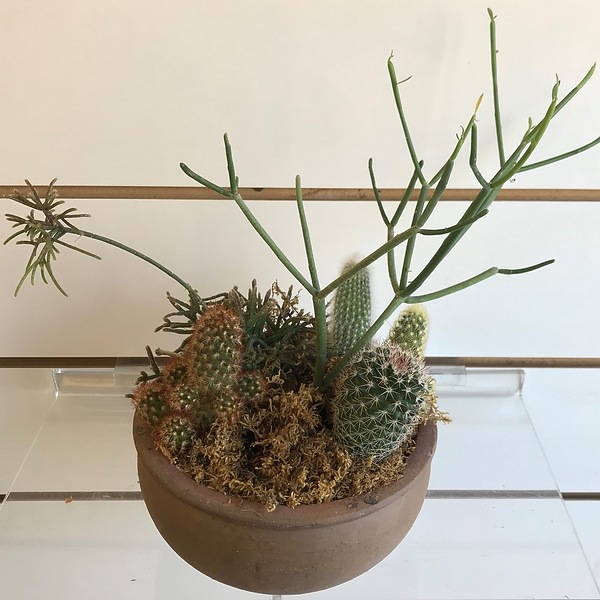 Cactus Garden in Syracuse NY - Westcott Florist, Inc.