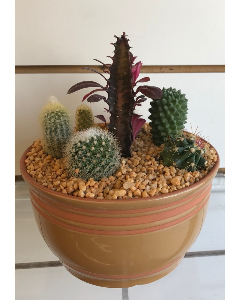 サンヨー Cacti Cactus Affinity - JS336