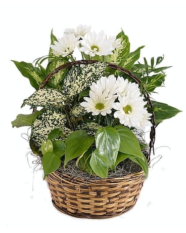 Dish Garden Fresh Flowers Small Plant