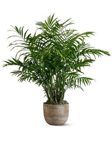 Paradise Palm Flower Arrangement