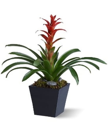 Bright Bromeliad Flower Arrangement