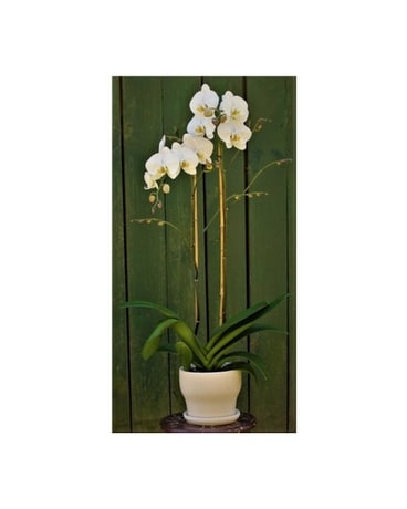 Phalaenopsis Orchid Flower Arrangement