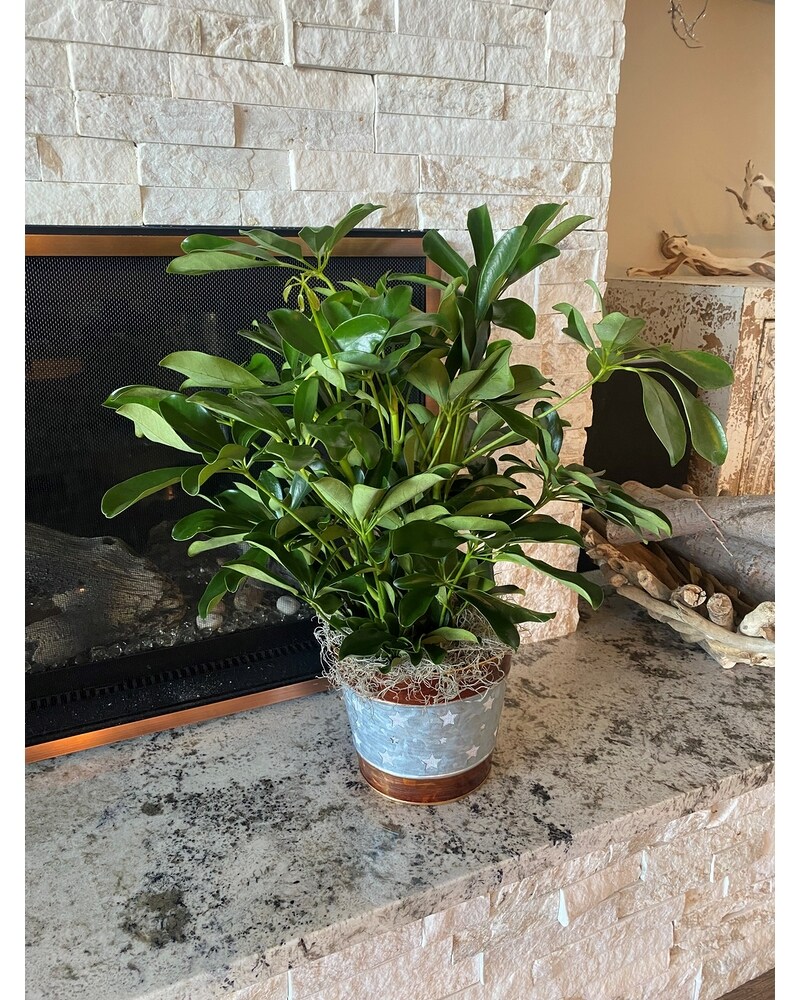 Plants Delivery Twin Falls ID - Absolutely Flowers