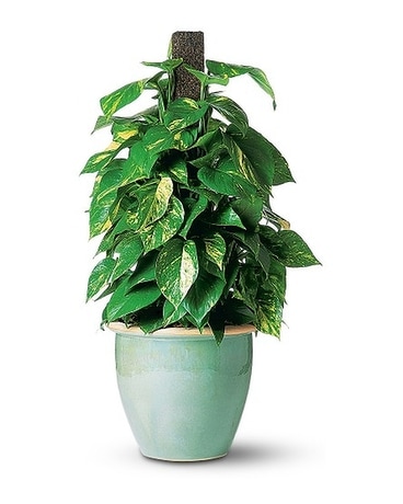 Pothos in Ceramic Plant