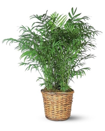 Palm in Basket Plant
