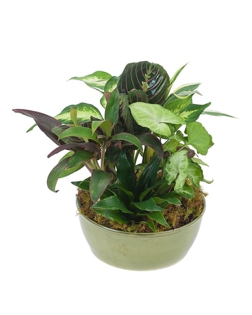 Small Dish Garden Plant