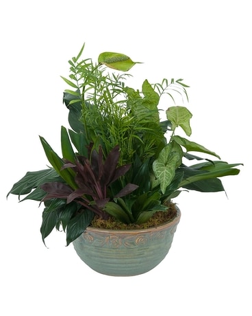 Medium Dish Garden Plant