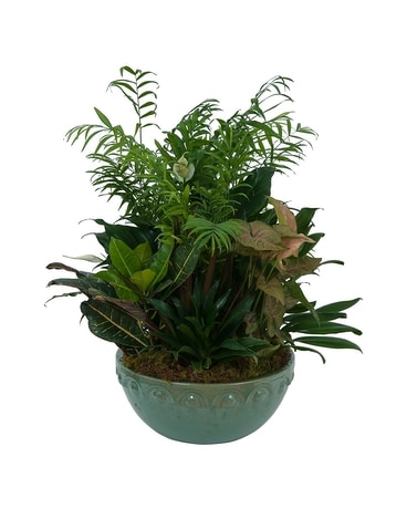 Large Dish Garden Plant