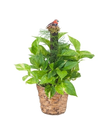 Pothos Plant on Pole Plant