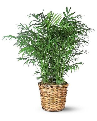 Parlor Palm Flower Arrangement