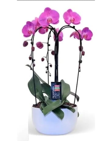 ORCHID GARDEN Flower Arrangement