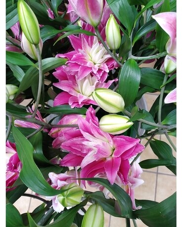 New from Holland. DUTCH LILIES Flowers