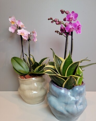 Tropical Melting Garden Plant